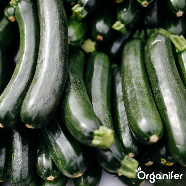 Große, dunkelgrün gestreifte Zucchini an der Pflanze im Garten zwischen Blättern und Gras. Organifer Logo.