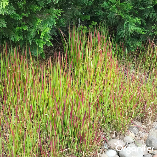 Japanisches Blutgras Red Baron in einem Gartenbeet vor einer immergrünen Hecke mit Steinen im Vordergrund.