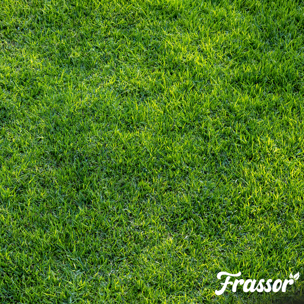 Dichter, gepflegter Rasen, Frassor Logo.
