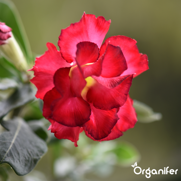 Wüstenrose mit rosa und weißen Blüten, gelber Mitte und grünen Blättern, Organifer Logo.