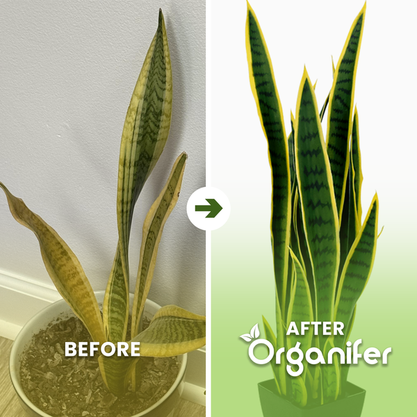 Vorher-Nachher-Vergleich einer Sansevieria nach Anwendung von Organifer. Links eine blasse Pflanze, rechts eine vitale Pflanze. Organifer Logo.