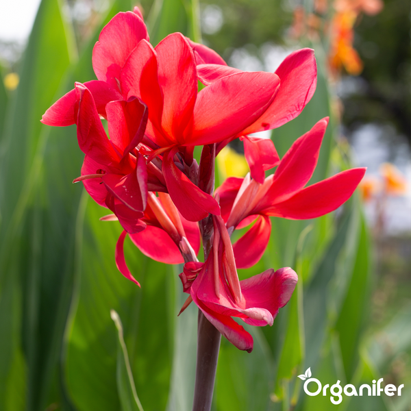 Rotes Blumenrohr Canna. Organifer Logo.