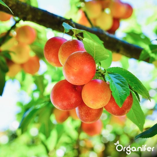 Pflaumenbaum mit reifen Pflaumen und grünen Blättern