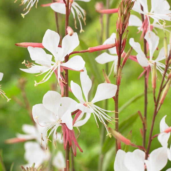 Gaura Lindheimeri - Schöne Kerze - Staude - Winterhart – ⌀9 cm - ↕10-15 cm
