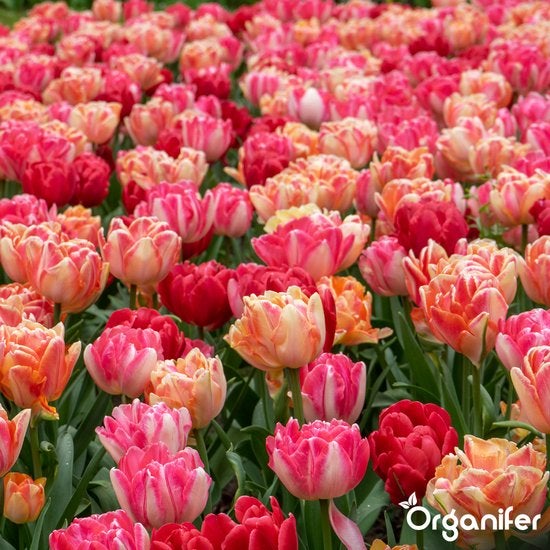 Feld mit roten und orangefarbenen Tulpenblüten