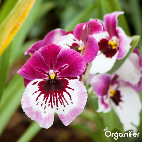 Miltoniopsis Orchidee mit violett-weiß gemusterten Blüten und Organifer Logo.