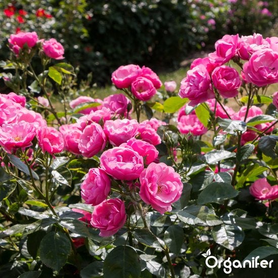 Beetrose mit Blüten