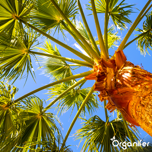 Palme mit grünen fächerförmigen Blättern und braunem Stamm von unten gesehen, Organifer Logo.