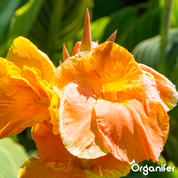 Blühendes Indisches Blumenrohr Canna mit orangefarbenen Blütenblättern und Organifer Logo.