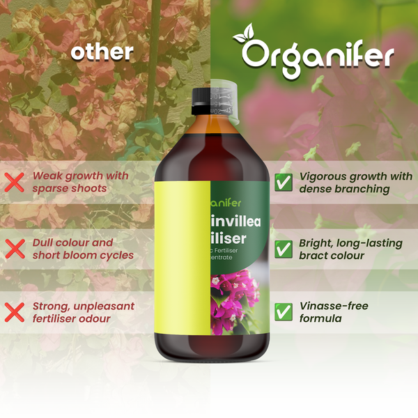 Organifer Bougainvillea Dünger Vergleich zeigt Vorteile: kräftiges Wachstum, leuchtende Farben, vinassefreie Formel und Organifer Logo.