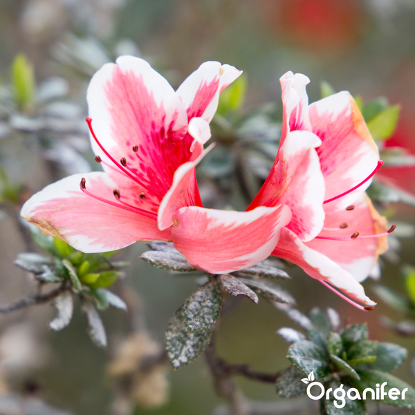 Nahaufnahme einer rosa-weiß blühenden Azalee mit grünen Blättern. Organifer Logo.