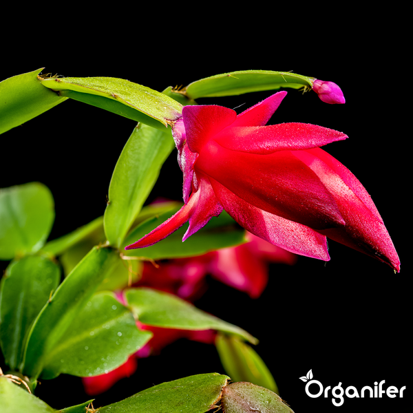 Weihnachtskaktus mit roter Blüte und grünen Blättern, Organifer Logo.