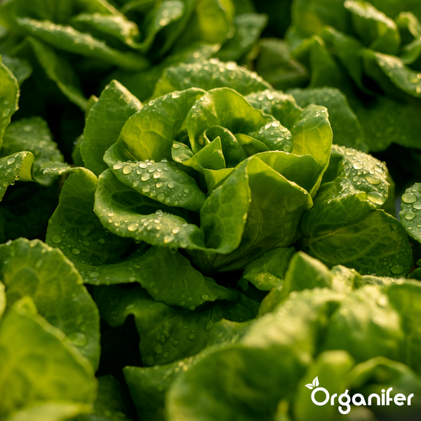 Frischer Kopfsalat mit Wassertropfen im Garten, Organifer Logo.