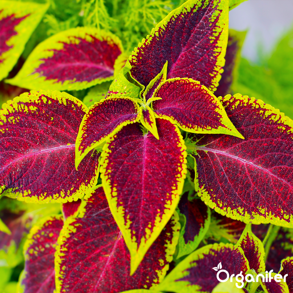 Drei Flaschen Organifer Coleus Dünger, organisches Düngerkonzentrat, 3 Liter Inhalt für 3000 Liter Anwendungslösung.