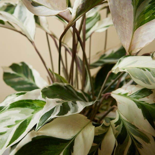 Bloomique - Calathea White Fusion - Korbmarante - Zimmerpflanzen - Pflegeleicht - Luftreinigend - Höhe 60-80 cm - Topf 17 cm