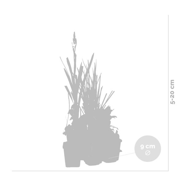 Silhouette einer Pflanze im Topf mit einer Höhe von 5 bis 20 Zentimetern und einem Topfdurchmesser von 9 Zentimetern.