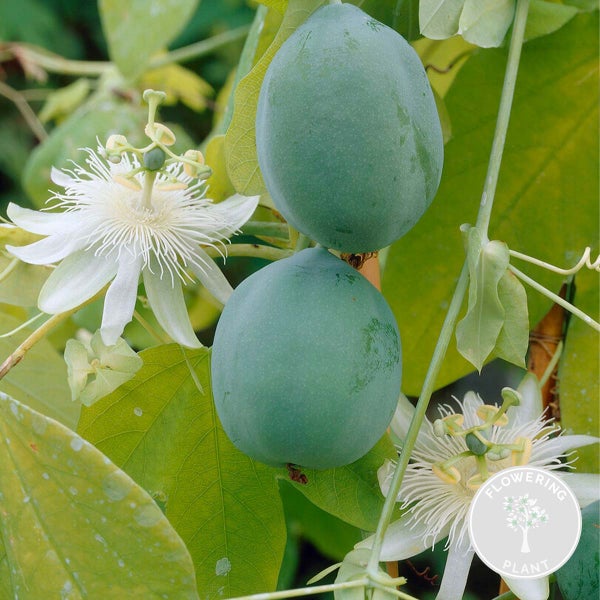 Passiflora Elliot – Passionsblume – Kletterpflanze – Pflegeleicht – ⌀15 cm – ↕60-70 cm