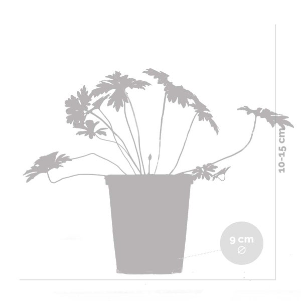 Bloomique - Geranium Johnsons Blue - Storchschnabel - Blaue Blüten - Winterhart - Höhe 10-20 cm - Topf 9x9 cm