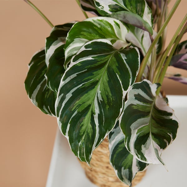Bloomique - Calathea White Fusion - Korbmarante - Zimmerpflanzen - Pflegeleicht - Luftreinigend - Höhe 40-50 cm - Topf 14 cm