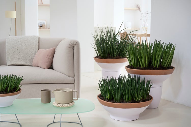 Bloomique - Sansevieria Fernwood Mikado - Schwiegermutterzunge - Bogenhanf - Zimmerpflanzen - Luftreinigend - Sehr pflegeleicht - 20-30 cm Hoch - Topf 12 cm