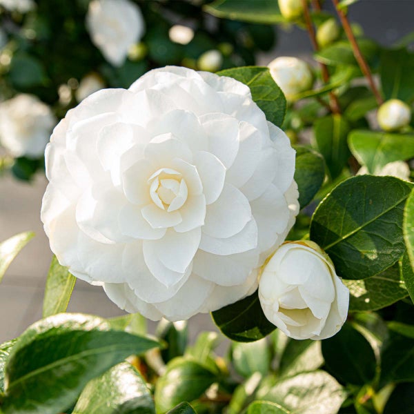 Nahaufnahme einer weißen Kamelienblüte mit grünen Blättern