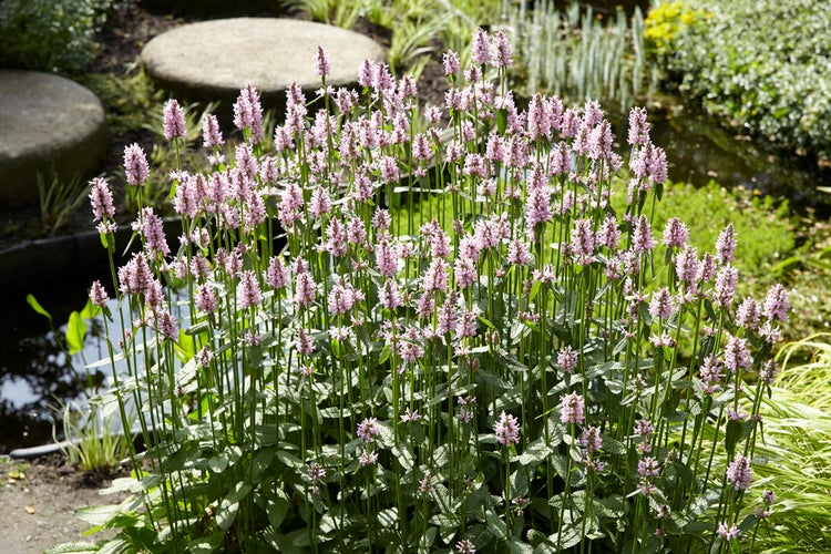 Mentha aquatica pro 3 Stück| Wasserminze - Teichpflanze im Anzuchttopf ⌀9 cm - ↕10-20 cm