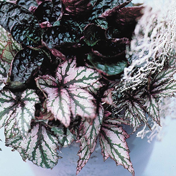 3x Begonia Beleaf Mix – Blattbegonie – Zimmerpflanze – Pflegeleicht – ⌀12 cm – ↕20-25 cm