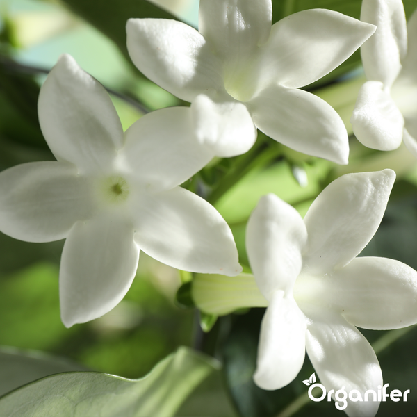 Nahaufnahme von weißen Blüten des Madagaskar-Jasmins mit grünen Blättern. Organifer Logo.