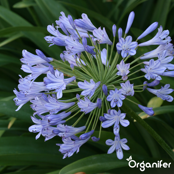 Blühende Schmucklilie Agapanthus mit trompetenförmigen Blüten vor grünen Blättern. Organifer Logo.