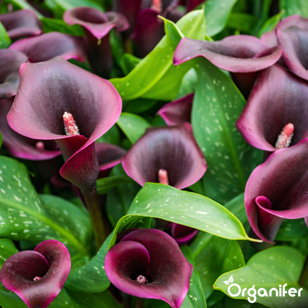 Dunkelviolette Calla-Lilien mit grün gefleckten Blättern. Organifer Logo.