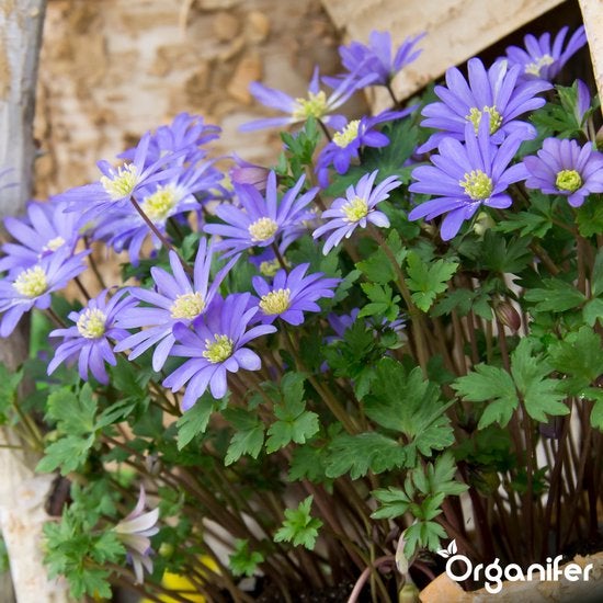 Griechische Windröschen mit grünen Blättern