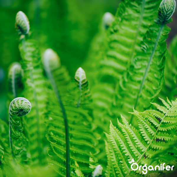 Nahaufnahme eines Farns mit jungen Trieben und offenen Wedeln im Garten. Organifer Logo.