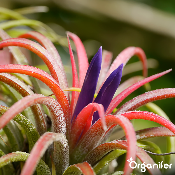 Blühende Tillandsia ionantha Luftpflanze mit lila Blüte und Organifer Logo.