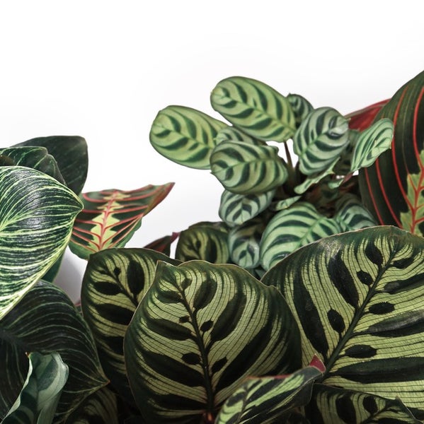 Calathea 'Medaillon' & 'Orbifolia' | Luftreinigende Zimmerpflanzen im Anspiratietopf ⌀14 cm - ↕40-45 cm