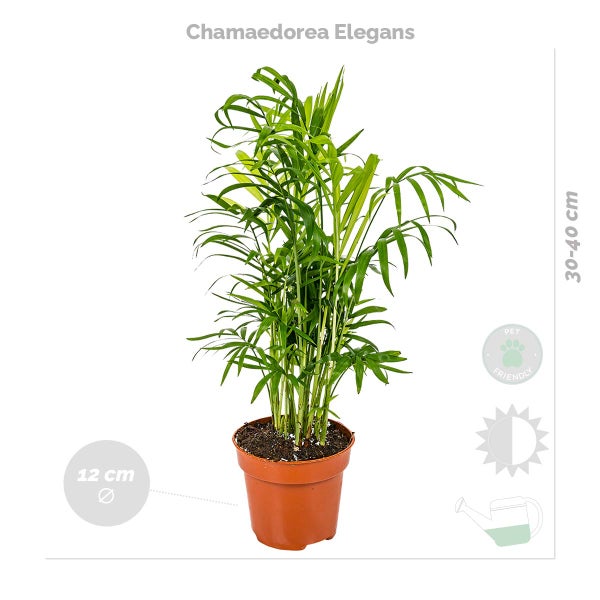4x Haustierfreundliche Mischung – Cyperus – Chlorophytum – Chamaedorea – Callisia – ⌀12 cm – ↕15-45 cm