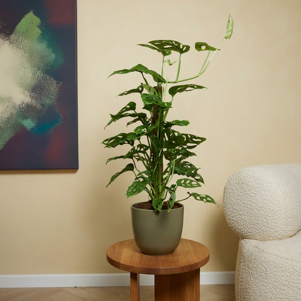 Bloomique - 2er-Set - Monstera Adansonii mit Moosstab - Affenblatt - Zimmerpflanzen - Luftreinigend - Pflegeleicht - 70-80 cm hoch - Topf 17 cm