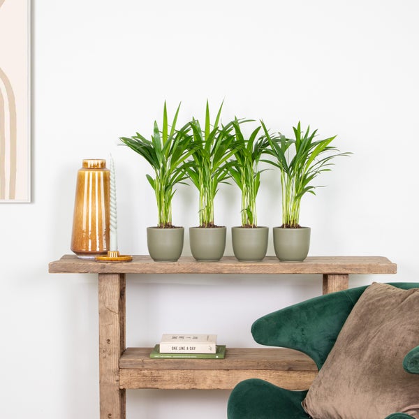 Bloomique - 4er Set - Dypsis Lutescens - Goldfruchtpalme - Areca Palme - Zimmerpflanzen - Pflegeleicht - Haustierfreundlich - Höhe 25-30 cm - Topf 10,5 cm