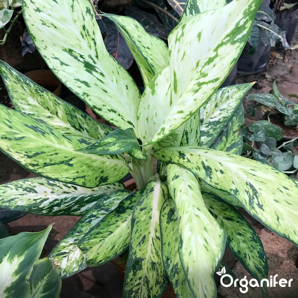 Zimmerpflanze Dieffenbachia mit großen, grün-weiß gemusterten Blättern. Organifer Logo.