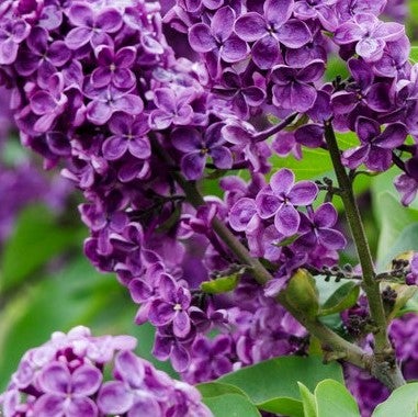 Flieder Flieder | Syringa 'Bloomerang Dark Purple'® 2 Stück - Outdoor-Pflanze ?13 cm - ↕25-30 cm