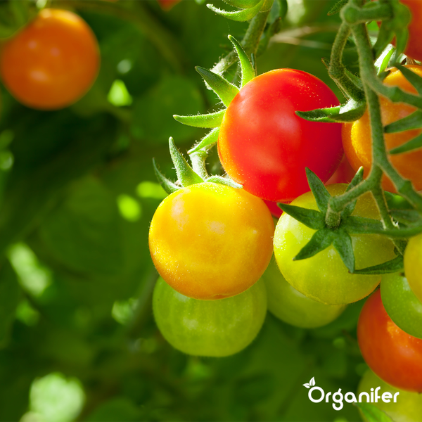 Obstsaatgutpaket - 13 Arten - Organifer