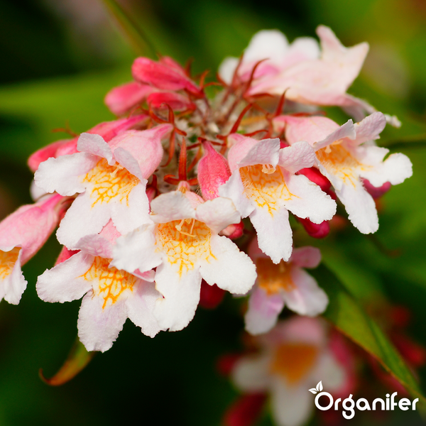 Nahaufnahme der rosa-weißen glockenförmigen Blüten eines Perlmuttstrauchs, Kolkwitzia amabilis, Organifer Logo.