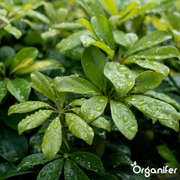 Schefflera Pflanze mit Wassertropfen auf den Blättern und Organifer Logo.