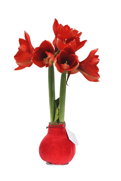 Bloomique – Amaryllis-Zwiebel in Wachs – rote Samtbeschichtung – Blumenzwiebel – keine Wasserblumen – Weihnachtsdekoration – 15–25 cm hoch bei Lieferung – wird bis zu 40–60 cm groß – 10 cm Durchmesser
