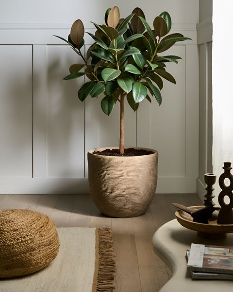 Innenraum mit Gummibaum im Topf, Teppich und Beistelltisch