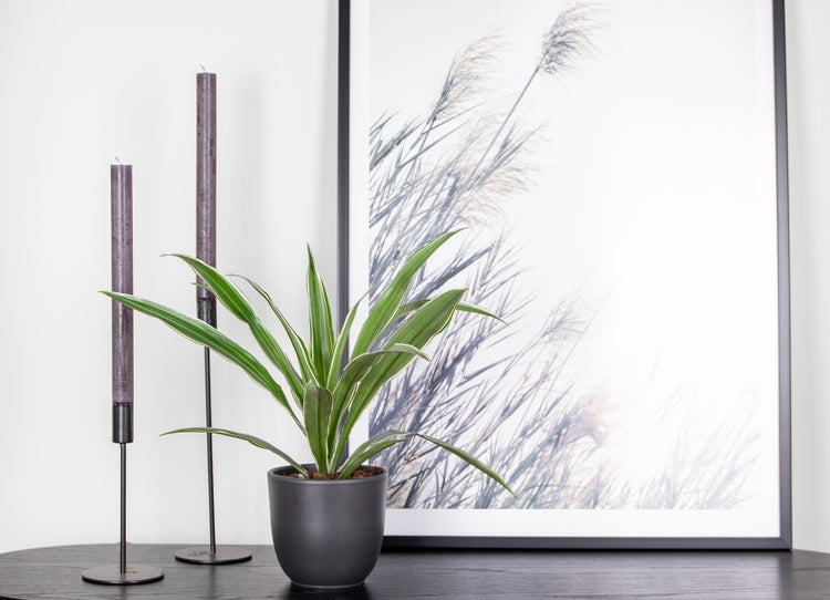 Dracaena 'Wahnecki' | Drachenblutbaum - Zimmerpflanze im Züchtertopf ⌀12 cm - ↕30-40 cm