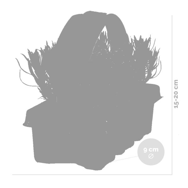 6er-Pack - Lavandula Angustifolia - Lavendel - Strauch - Winter Herz – ⌀15-20 cm
