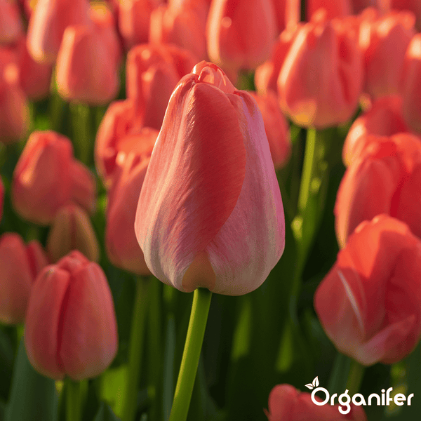 100 Tulpenzwiebeln - 5 farbenfrohe Sorten (XXL-Zwiebelgröße 12 cm/+) - Organifer
