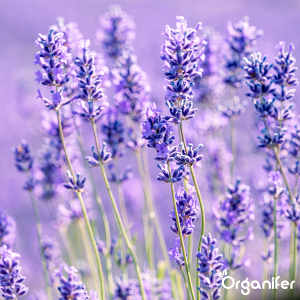 Nahaufnahme von hellen Lavendelblüten mit grünen Stielen. Organifer Logo.
