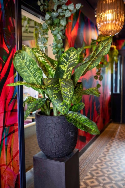 Zimmerpflanze Dieffenbachia mit großen gemusterten Blättern in einem dunklen strukturierten Topf in einem modern gestalteten Raum.