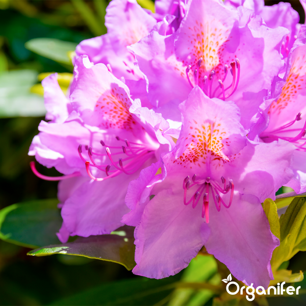 Nahaufnahme von rosafarbenen Rhododendronblüten mit gelben Flecken und Staubblättern, Organifer Logo.